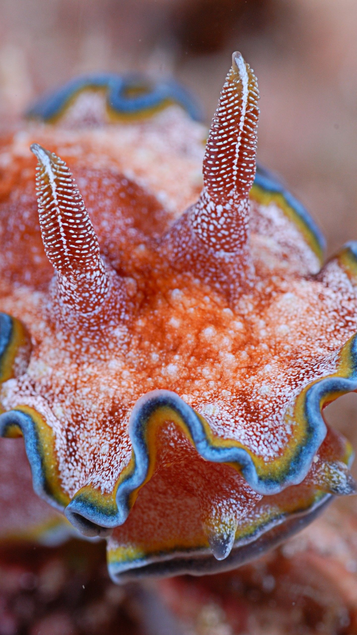 1440x2560 Nudibranch Wallpaper