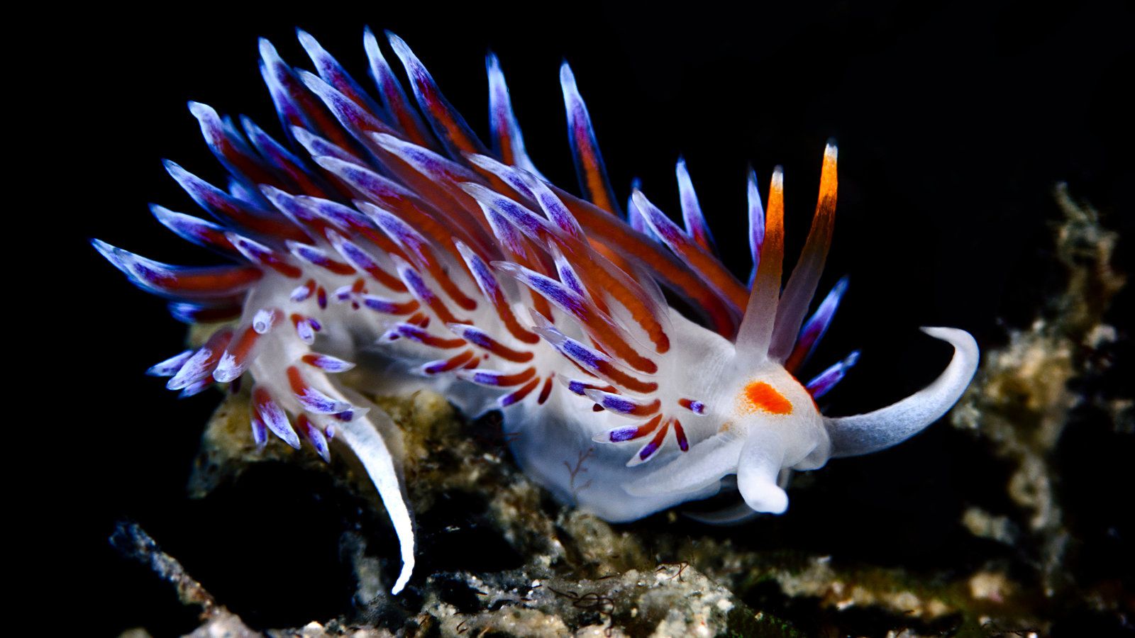 1600x900 When This Sea Slug Eats, It Prefers the Turducken of