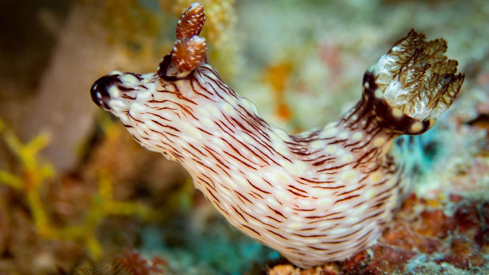 1600x900 Colourful critters await scuba divers at Diani Beach, Kenya
