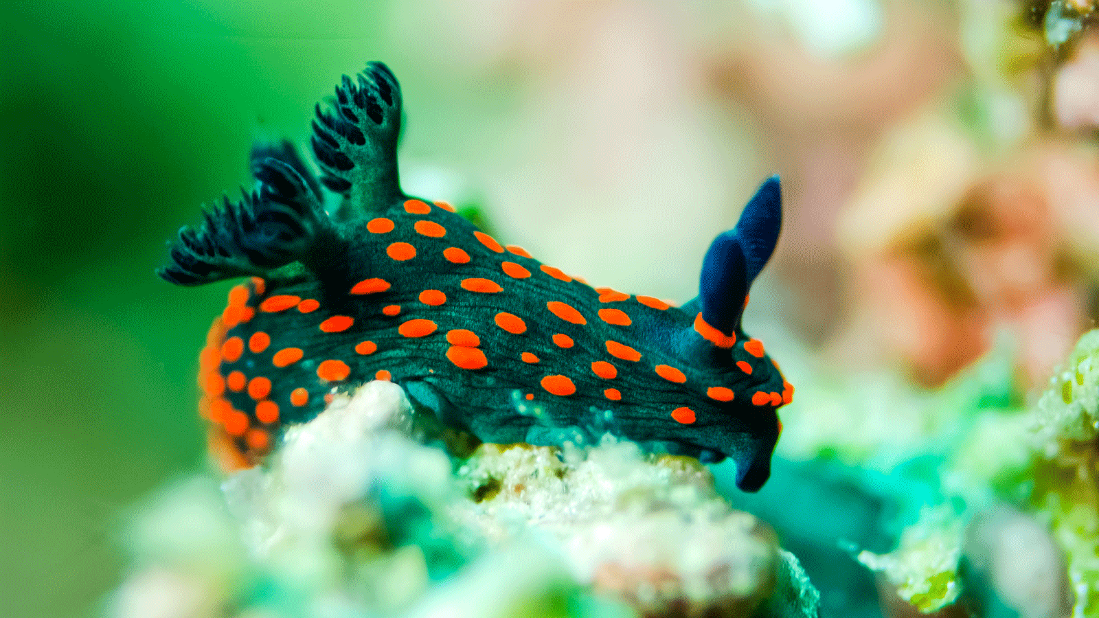 1600x900 The Colorful Life of Costa Rica's Nudibranch