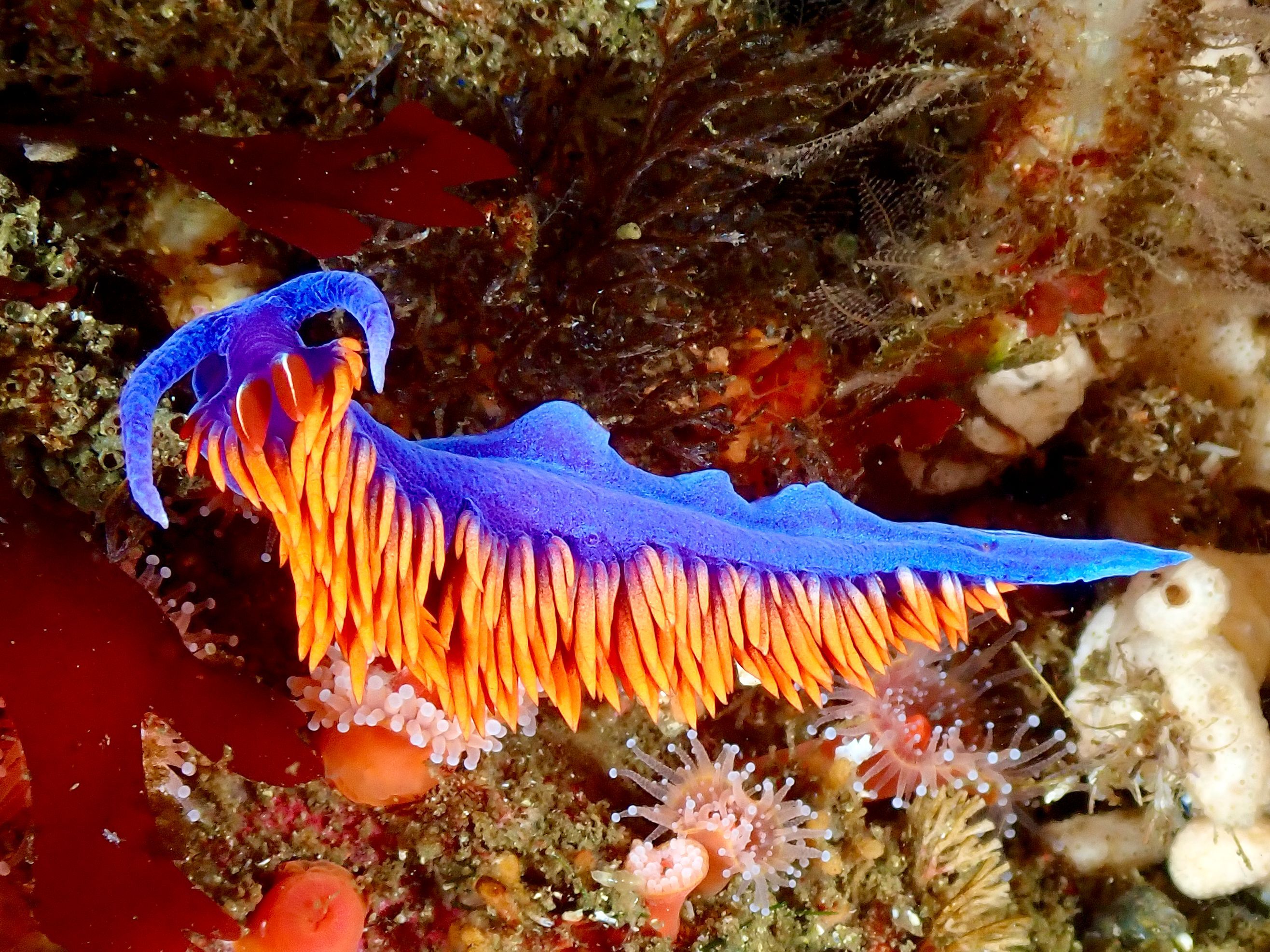 2632x1974 Nudibranch Photo, Download The BEST Free Nudibranch & HD Image