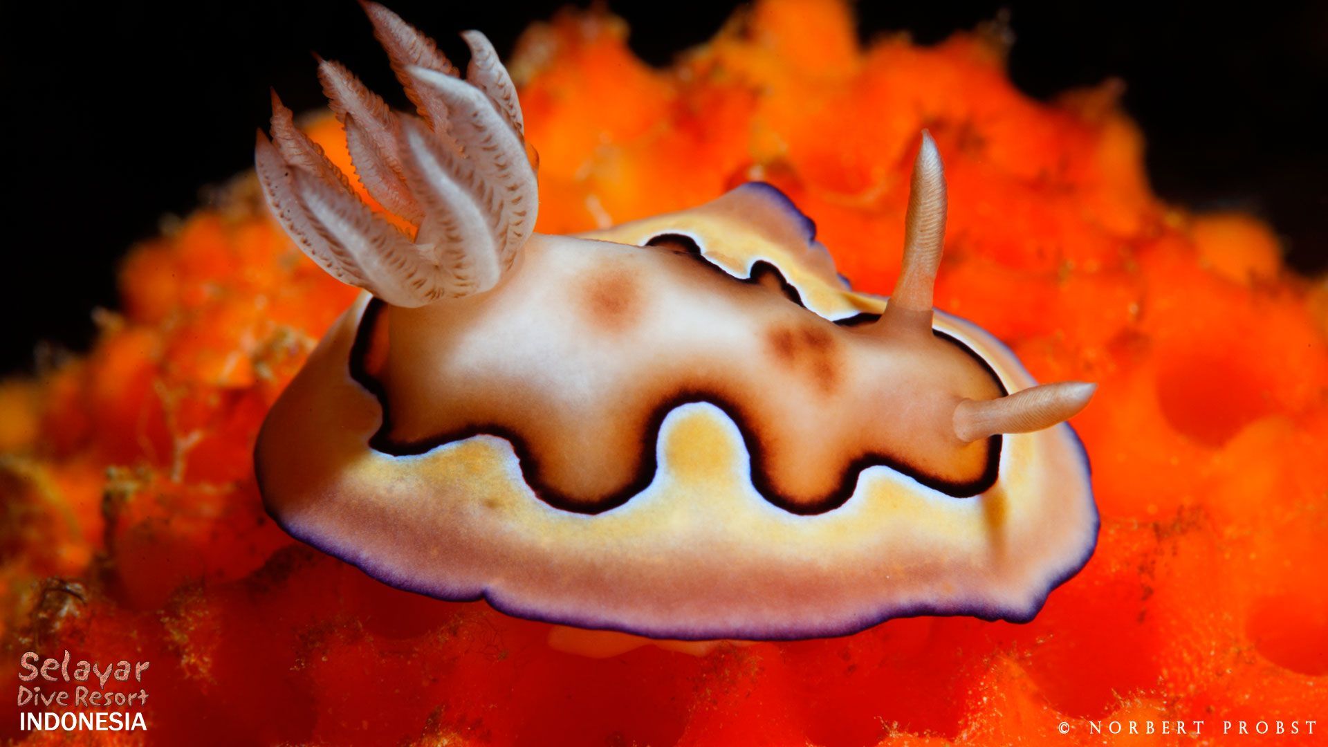 1920x1080 Nudibranch Image. Selayar Dive Resort !