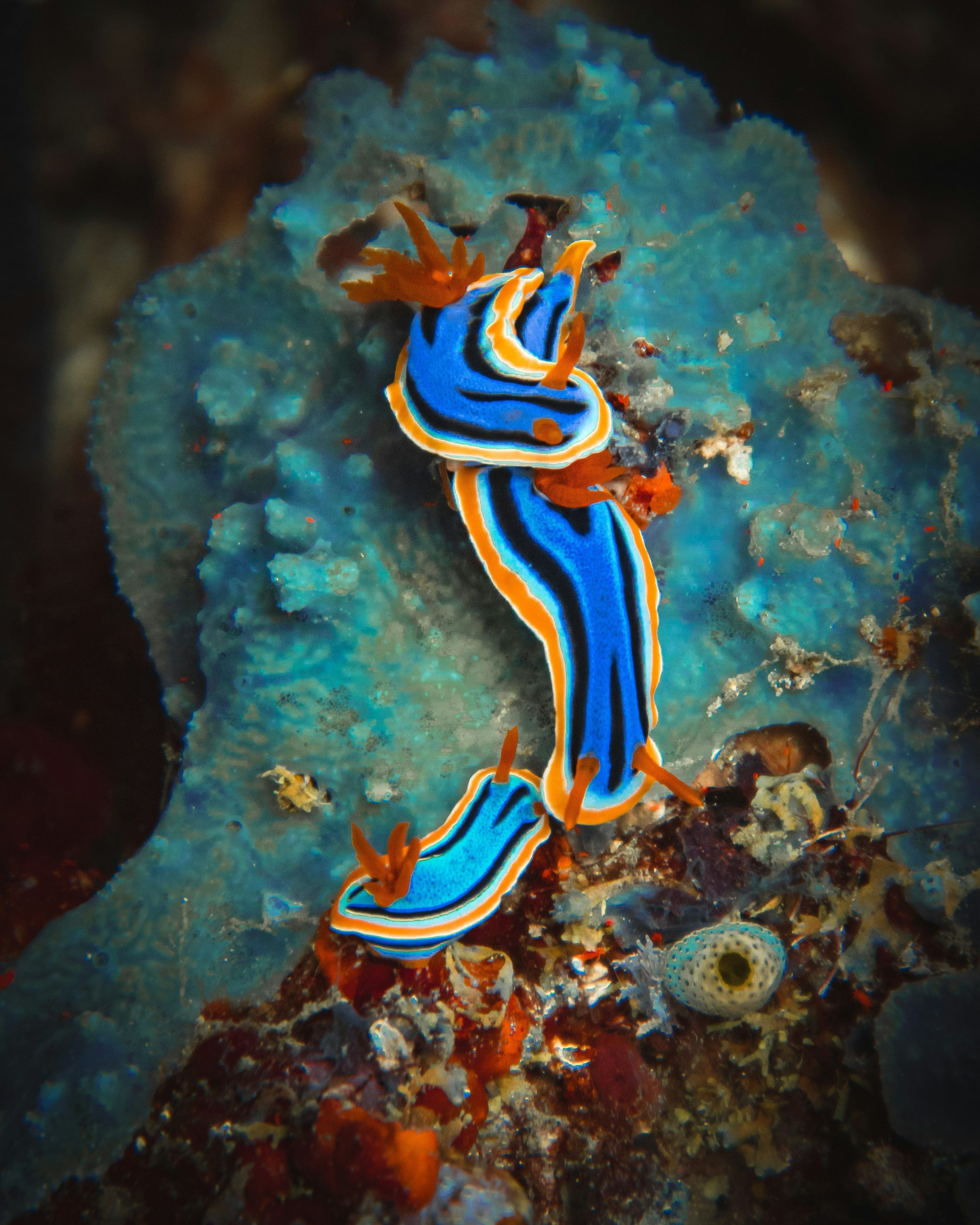 3000x3750 Sea Slug Picture. Download Free Image