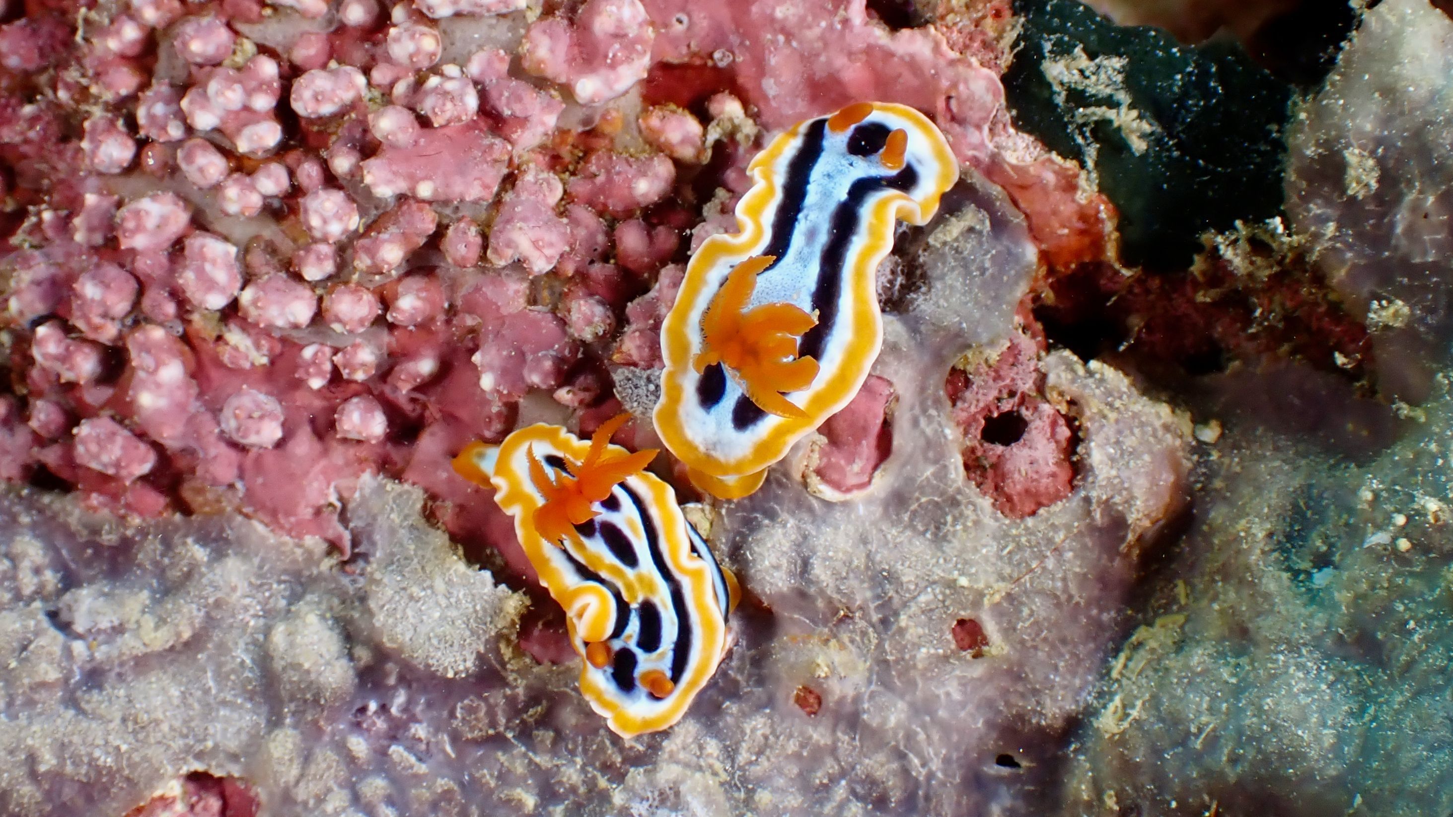 2926x1646 Nudibranch Photo, Download The BEST Free Nudibranch & HD Image