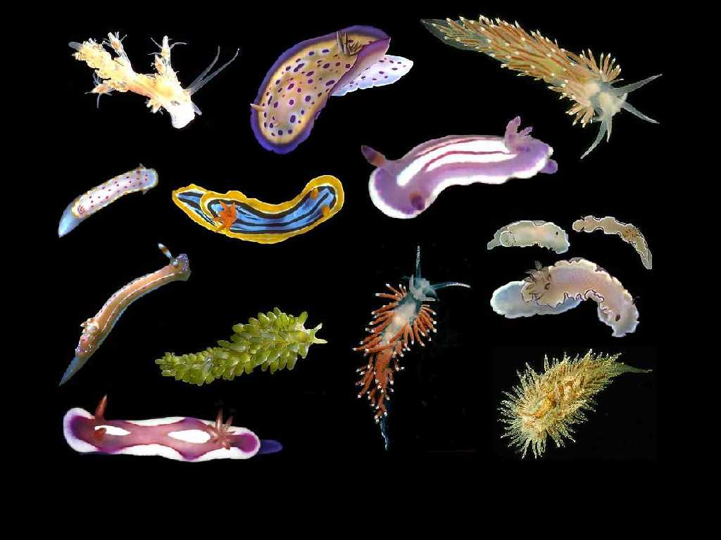 1024x768 Nudibranch Wallpaper
