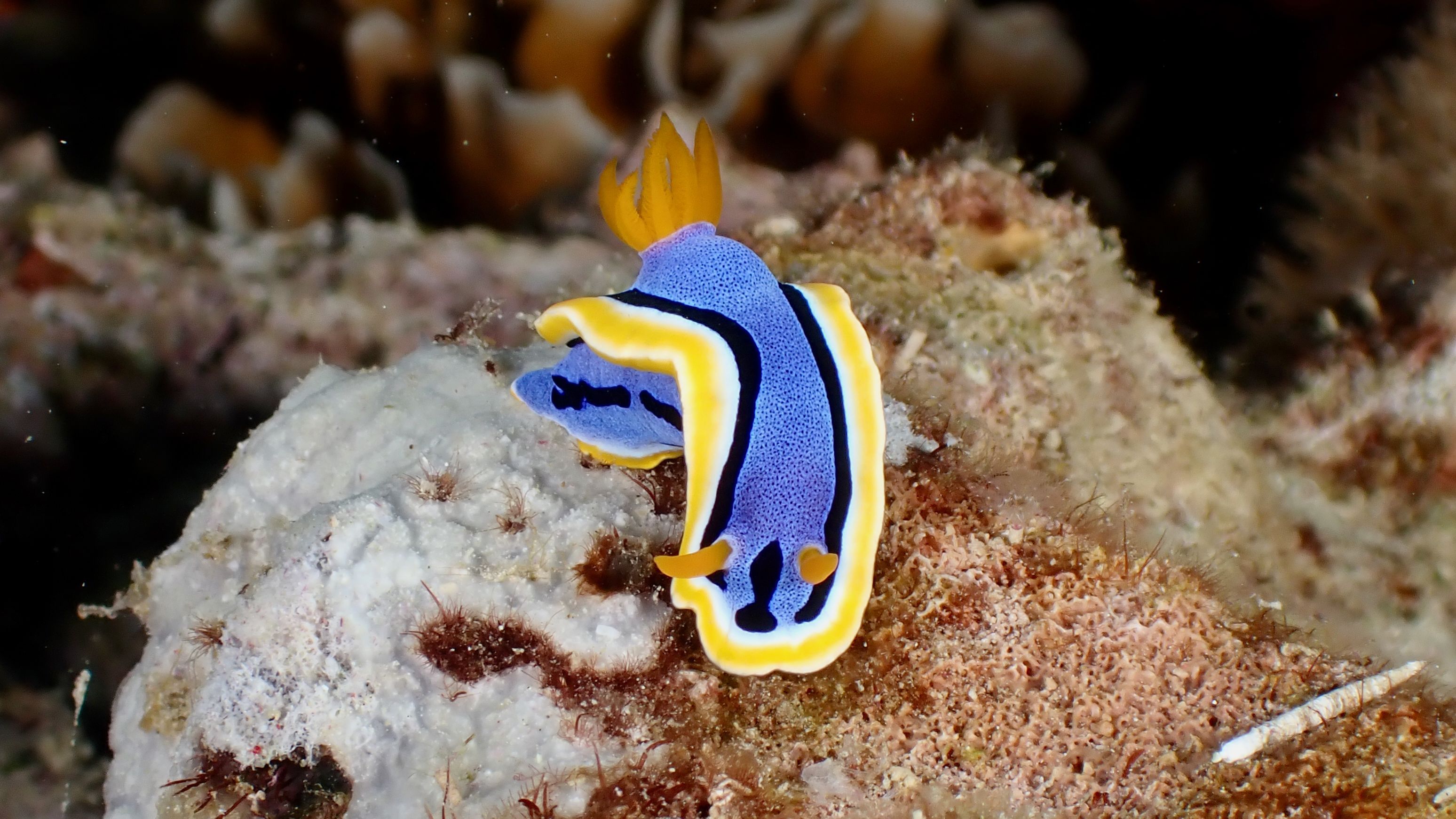 3096x1741 Nudibranch Photo, Download The BEST Free Nudibranch & HD Image