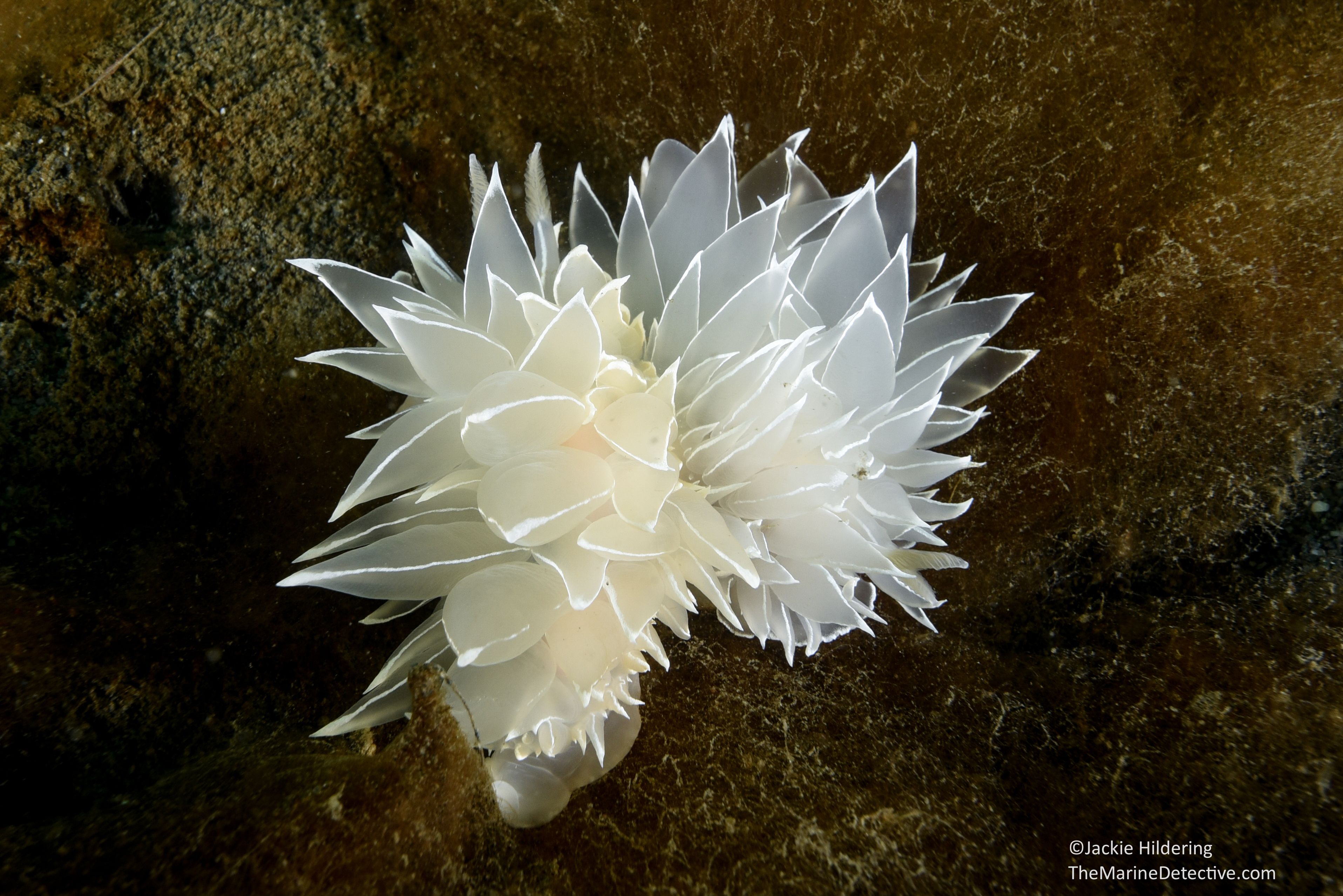 3831x2557 Sea Slugs / Nudibranchs. The Marine Detective