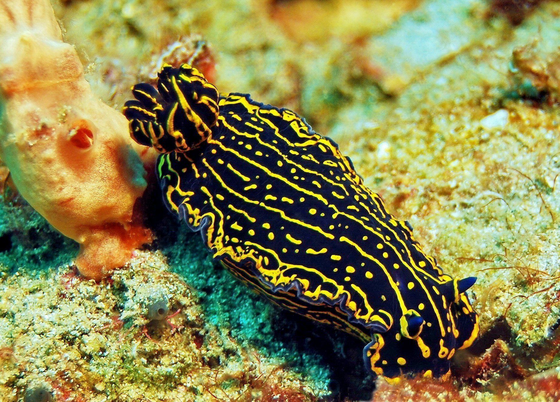 1843x1325 Radiant Nudibranch (Sea Slug)