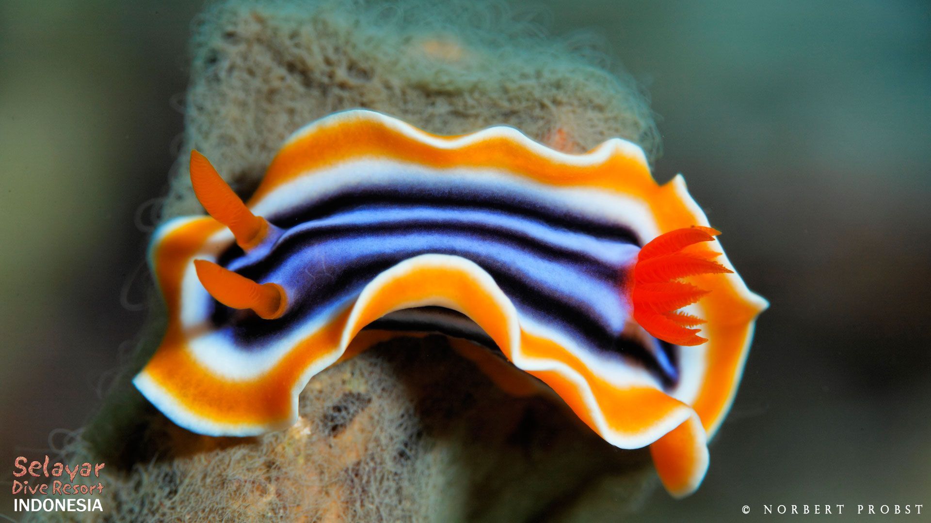 1920x1080 Nudibranch Image. Selayar Dive Resort !