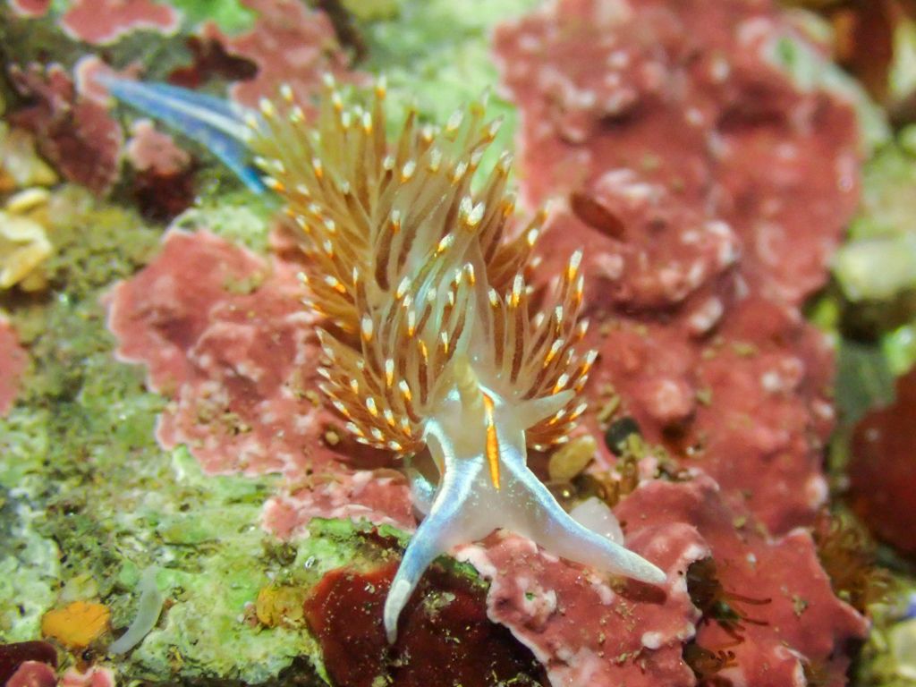 1024x768 Nudibranch Beach Coalition
