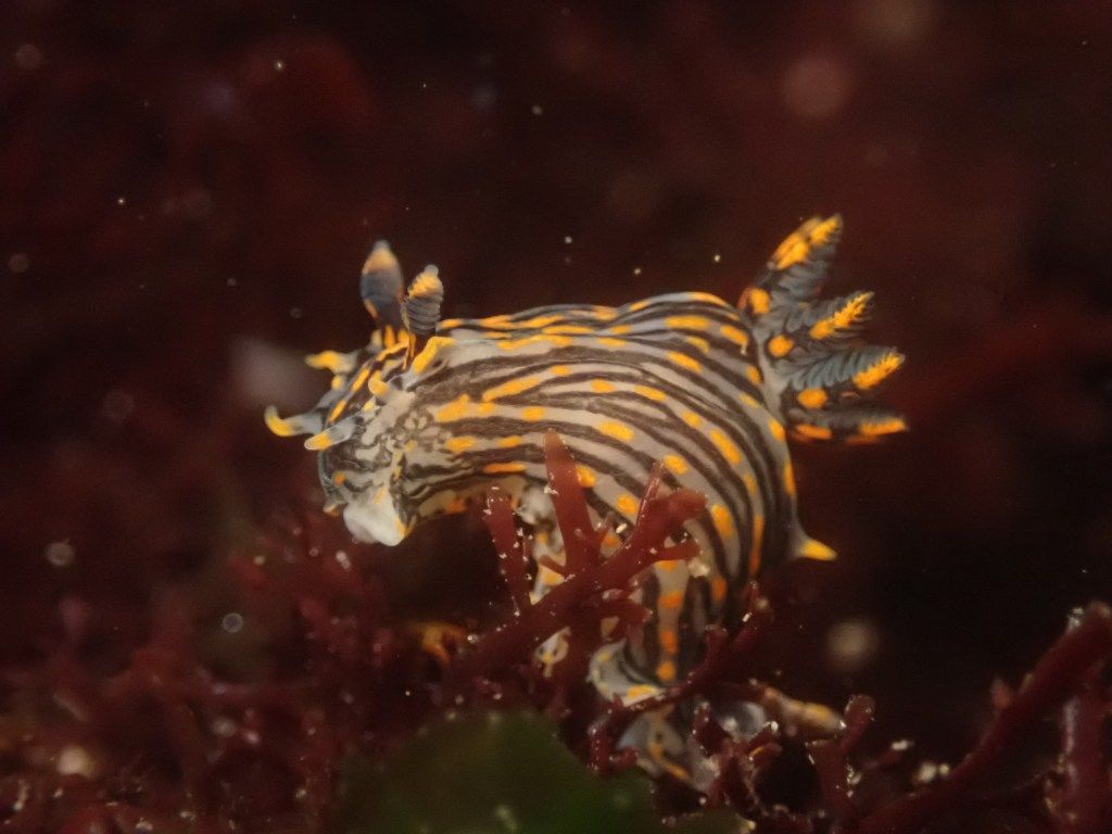 1024x768 Learn How to Find Nudibranchs: Spotting Challenge