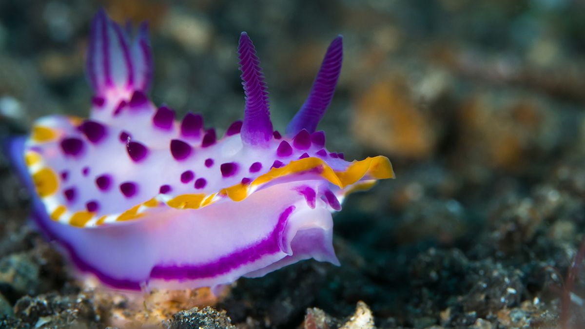 1200x675 Nudibranchs, 5 Great Sites to Find Them
