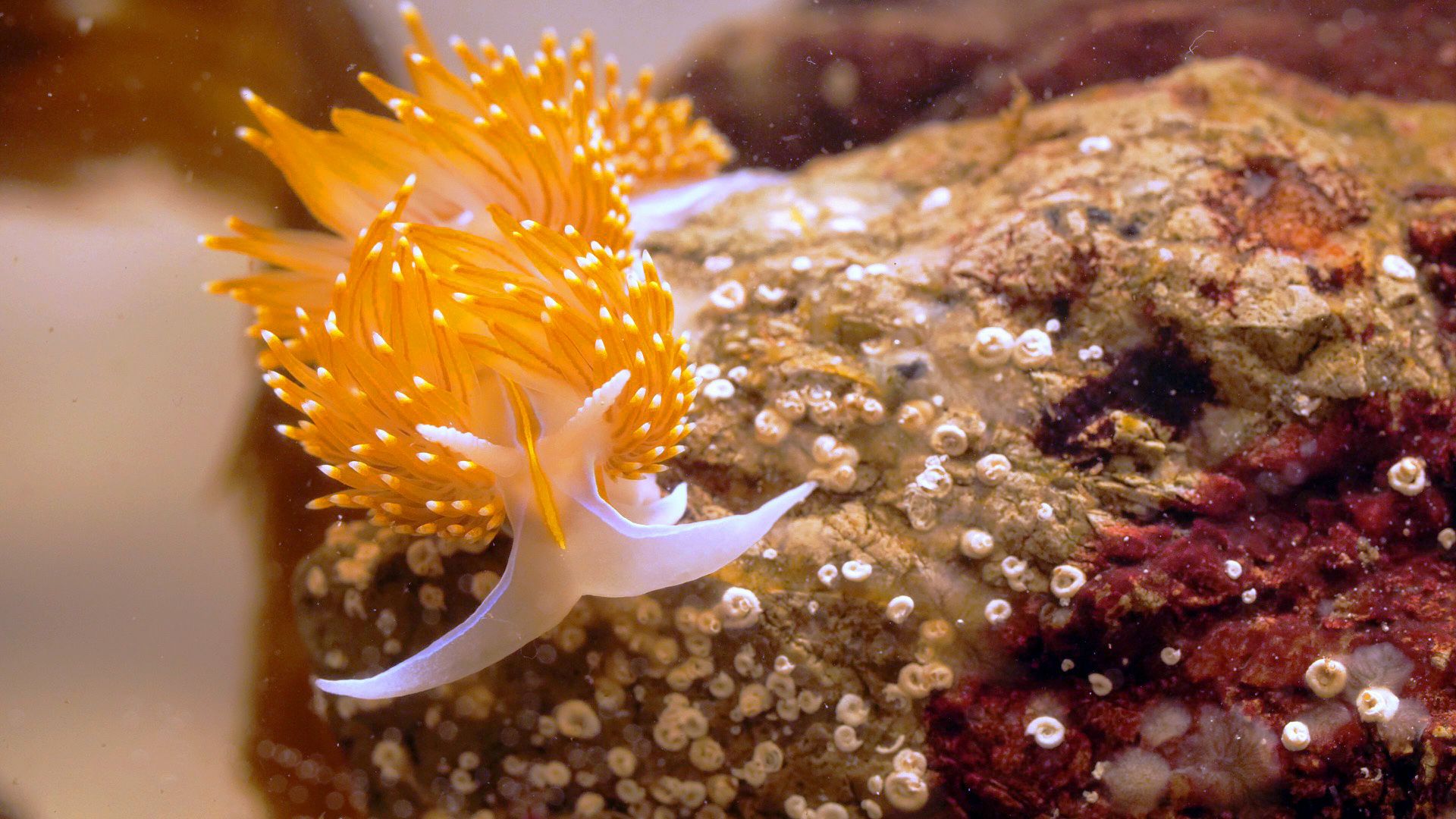 1920x1080 This Adorable Sea Slug Is a Sneaky Little Thief