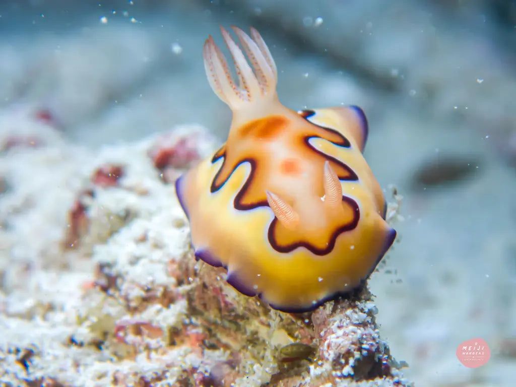 1024x768 Sea Slugs Series