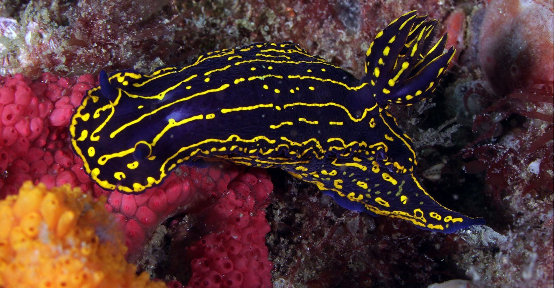 1920x1000 Neon Nudibranch Sea Slug