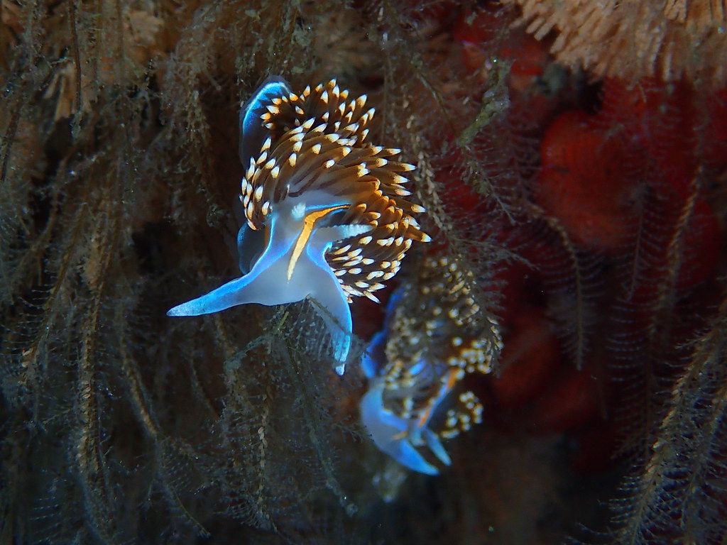 1024x768 Opalescent Nudibranch CENTER - Eco Dive Center in West Los Angeles Gear, PADI Scuba Certifications & Trips's Scuba Shop near you!