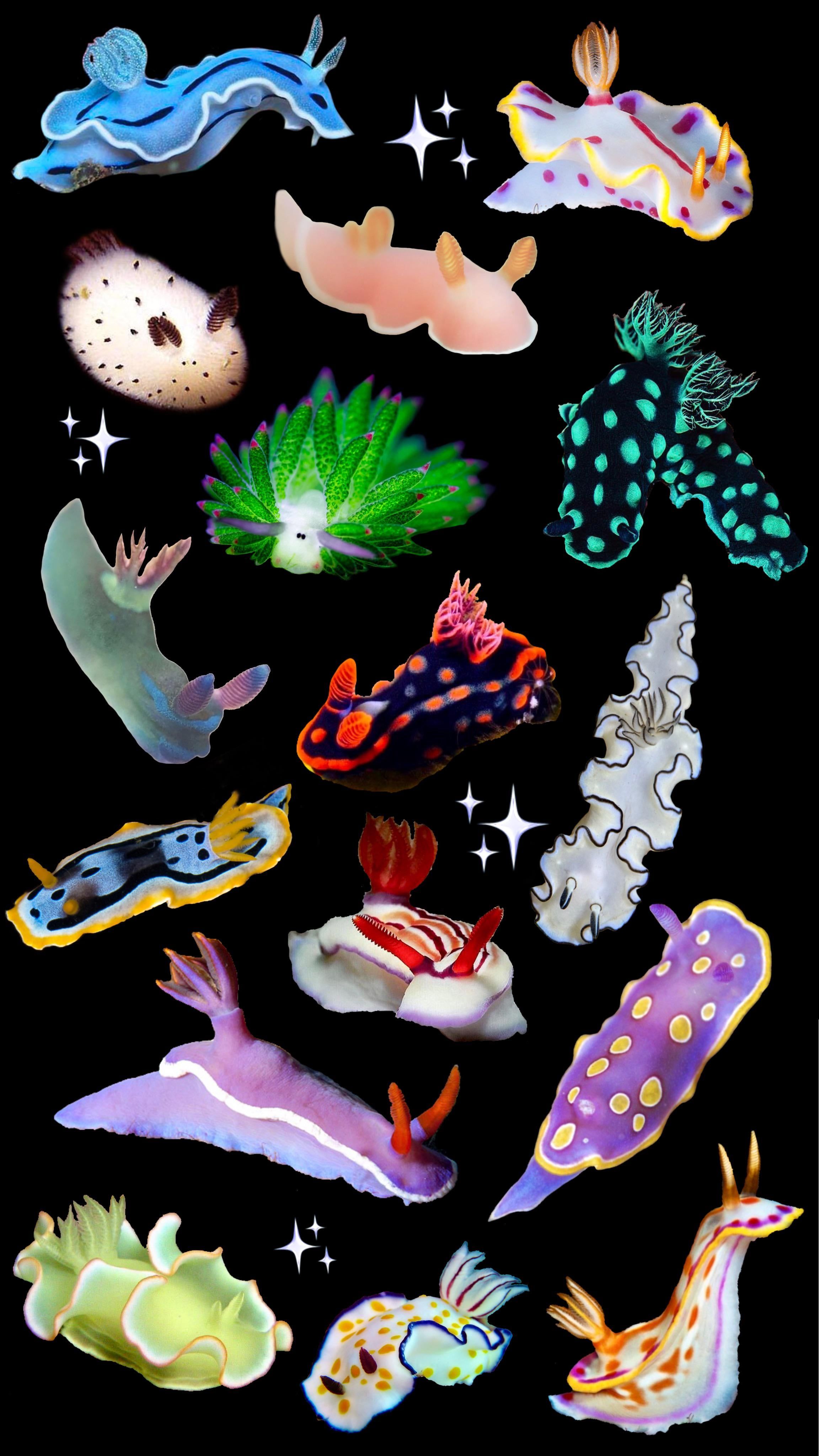 2304x4096 made a nudibranch wallpaper :)