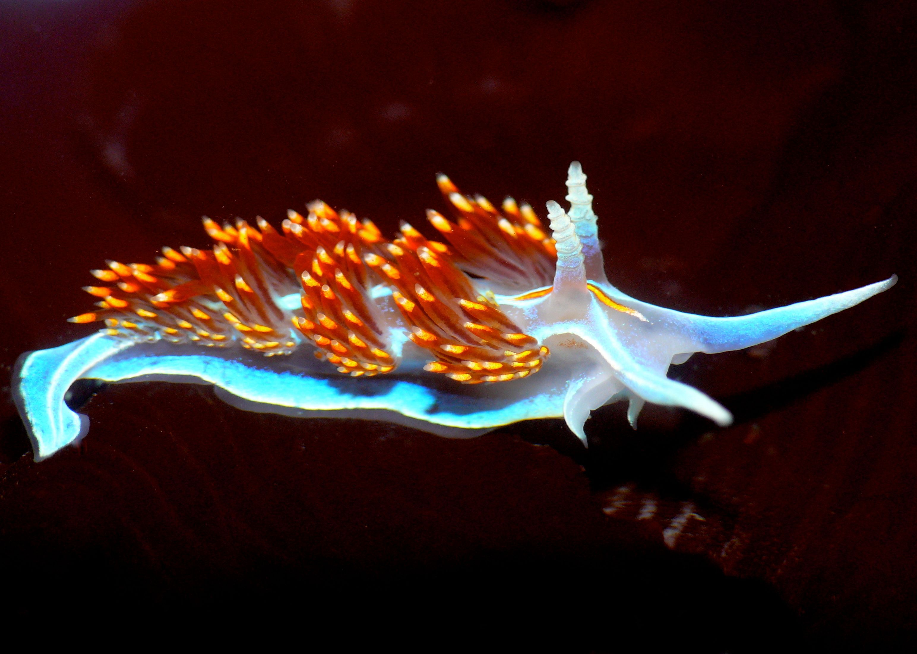3088x2205 Desktop wallpaper: Animal, Sea Slug, Nudibranch 4K free download for PC. 746647