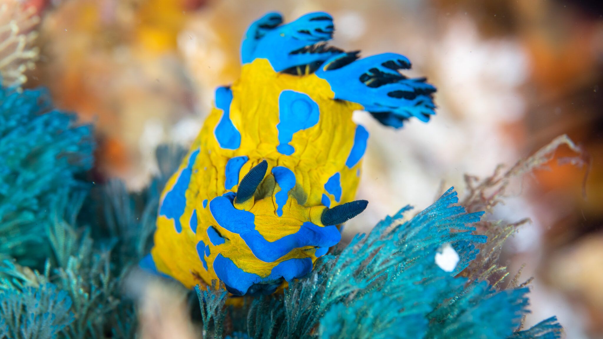 2048x1152 Nudibranchs and other slugs of the Poor Knights Dive Now