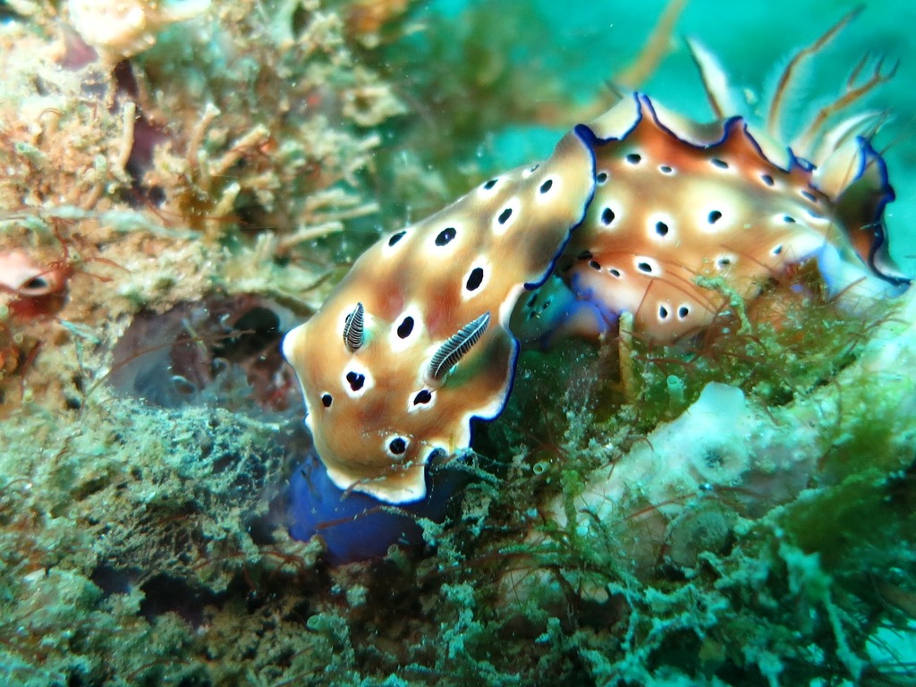1024x768 A couple of sea slugs sitting on top of a rock