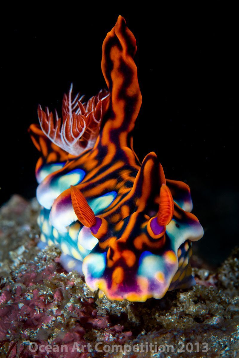 800x1200 Nudis ideas. sea slug, nembrotha yonowae, nudibranch with black stripes
