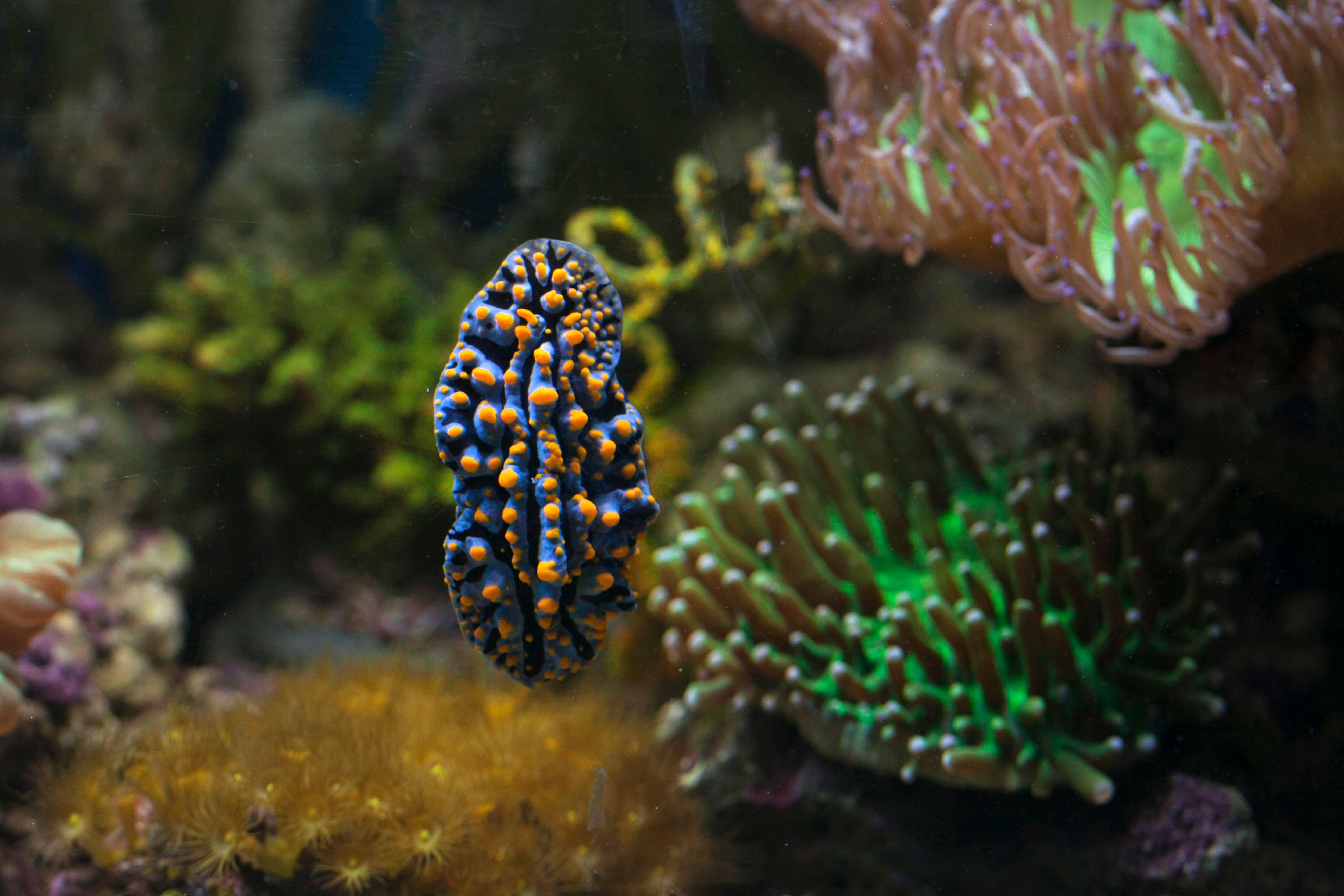 5000x3333 Nudibranch Photo, Download The BEST Free Nudibranch & HD Image