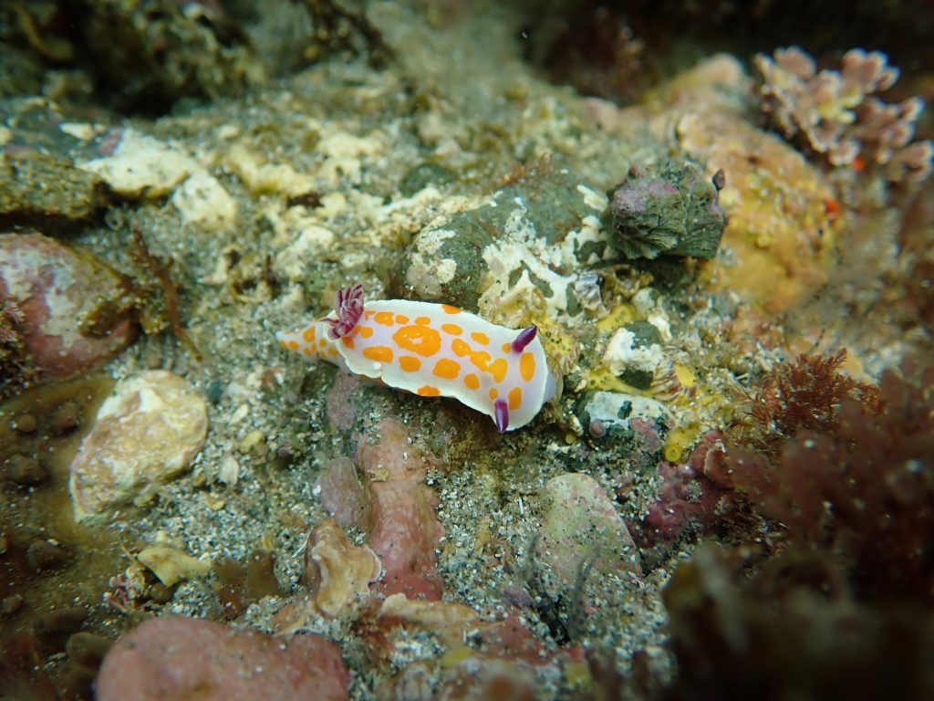 1024x768 The Nudibranch