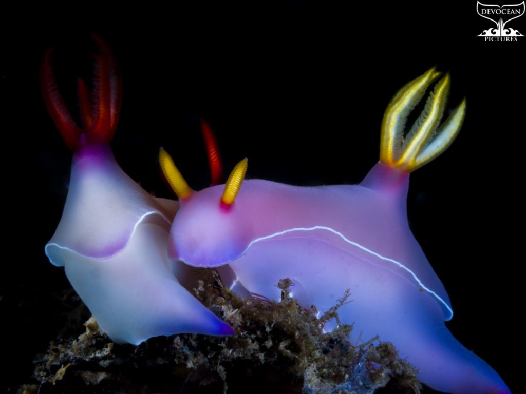 1024x768 Nudibranchs: photo, name & information
