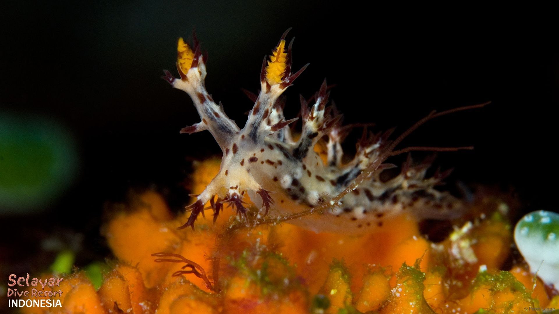 1920x1080 Nudibranch Image. Selayar Dive Resort !