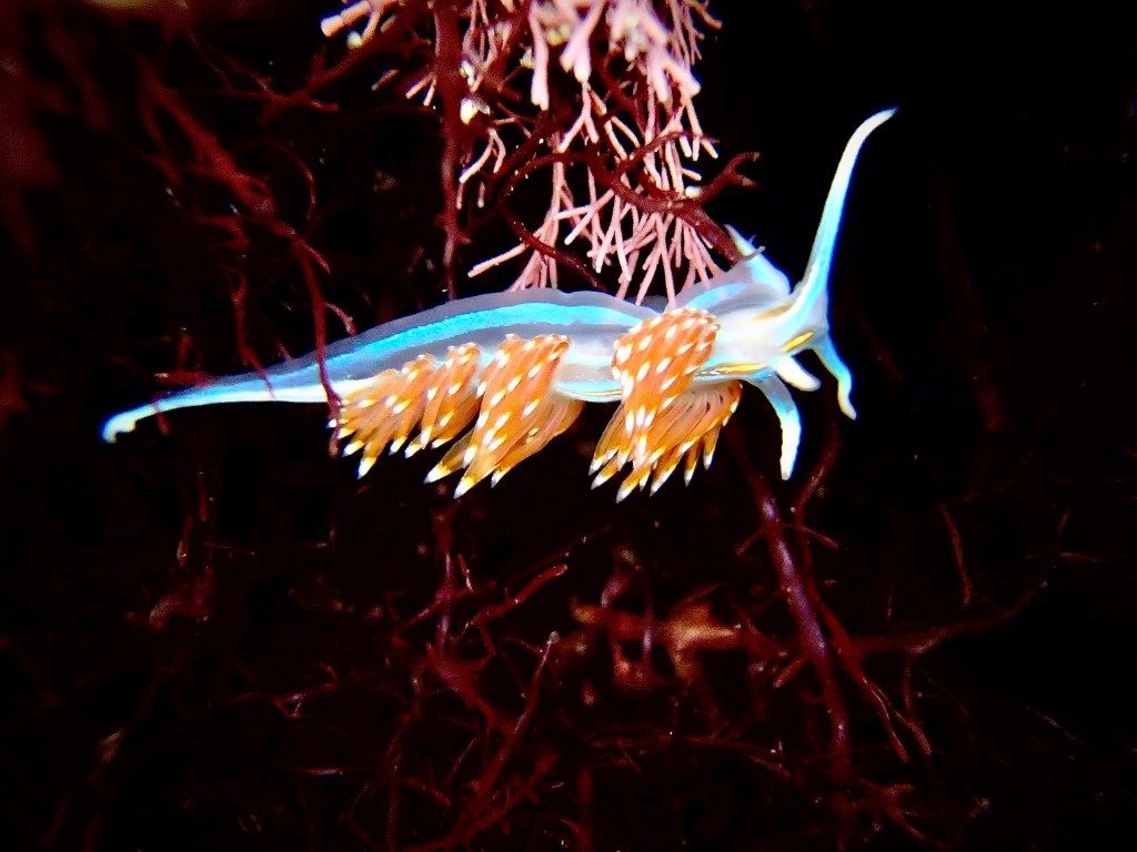 1024x768 Opalescent Nudibranch: California's Most Common Sea Slug