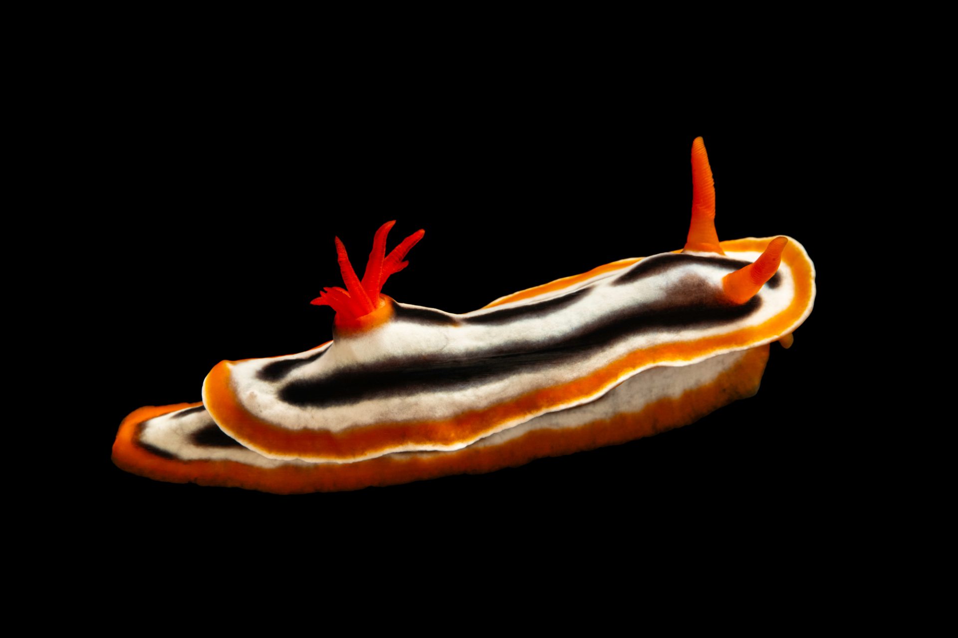 1920x1279 Quadricolor Nudibranch (Chromodoris quadricolor)