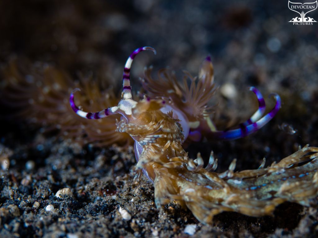 1024x768 Nudibranchs: photo, name & information