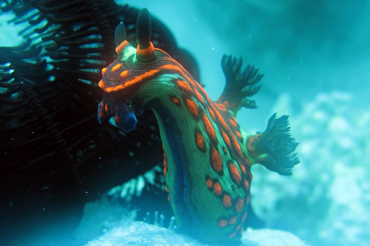 1200x800 All Overview Sea Slugs of Romblon