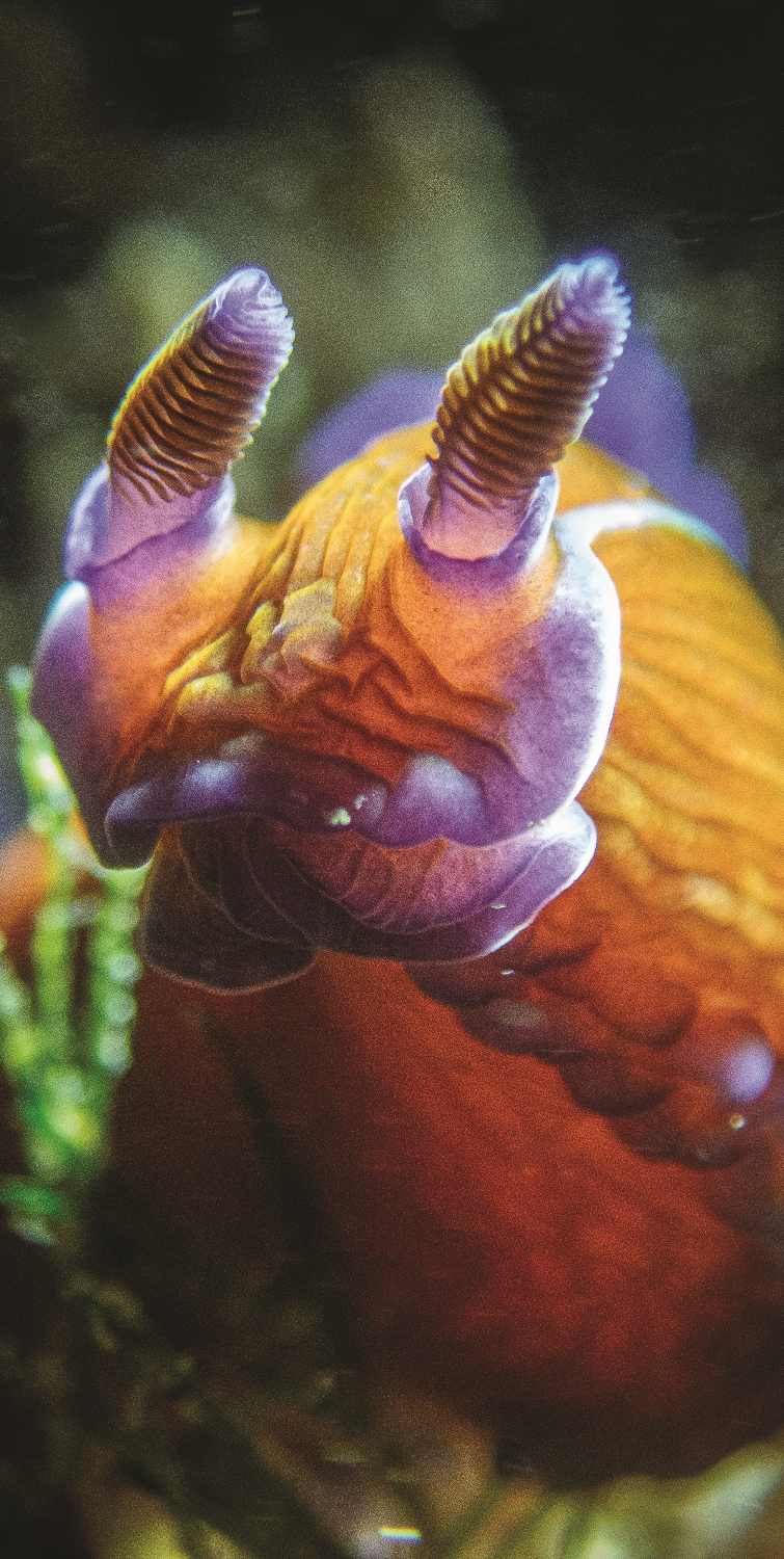 755x1500 Exploring the World of Nudibranchs & Other Sea Slugs