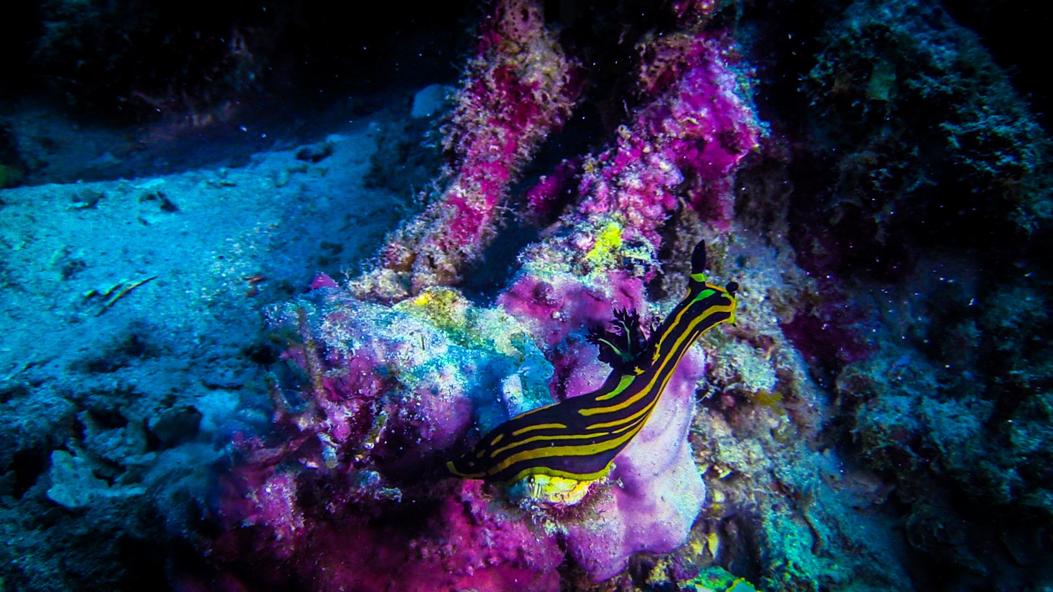2048x1152 Pemba Nudibranch Facts and photographs