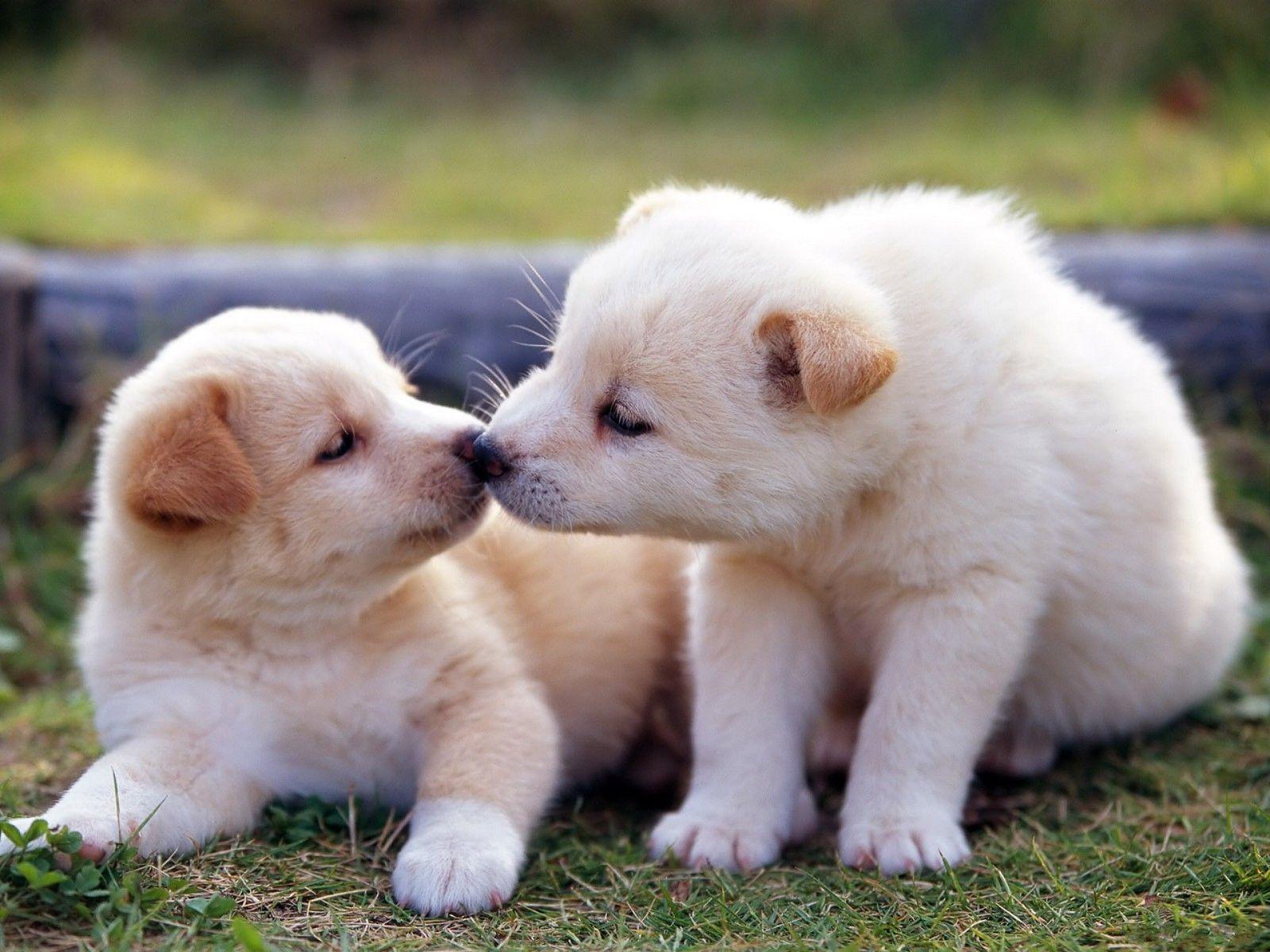 Cute Dog Pictures For - Cute White Puupy Wallpaper Download | MobCup