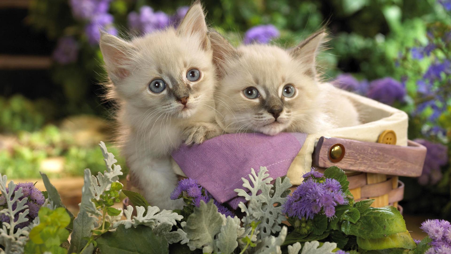 1920x1080 Cute Pets Wallpaper Couple Cat HD Wallpaper & Background Download