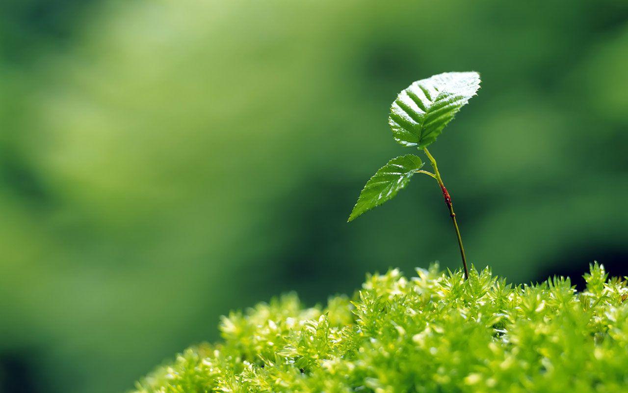 Growing Plant Wallpapers - Top Free Growing Plant Backgrounds -  WallpaperAccess