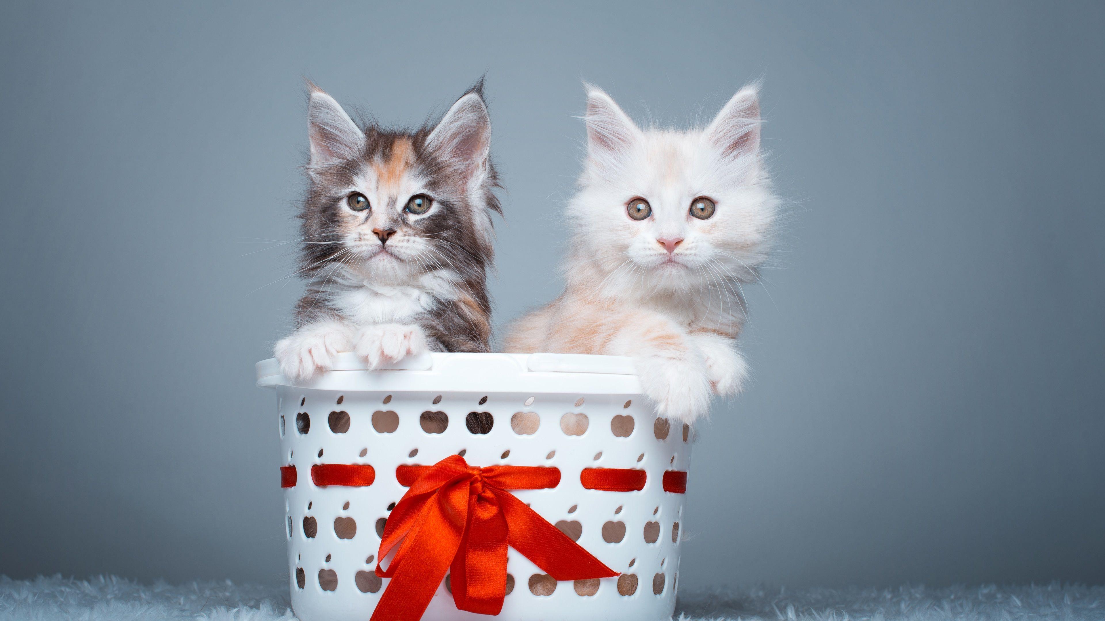3840x2160 Wallpaper Two kittens, cute pets 3840x2160 UHD 4K Picture, Image