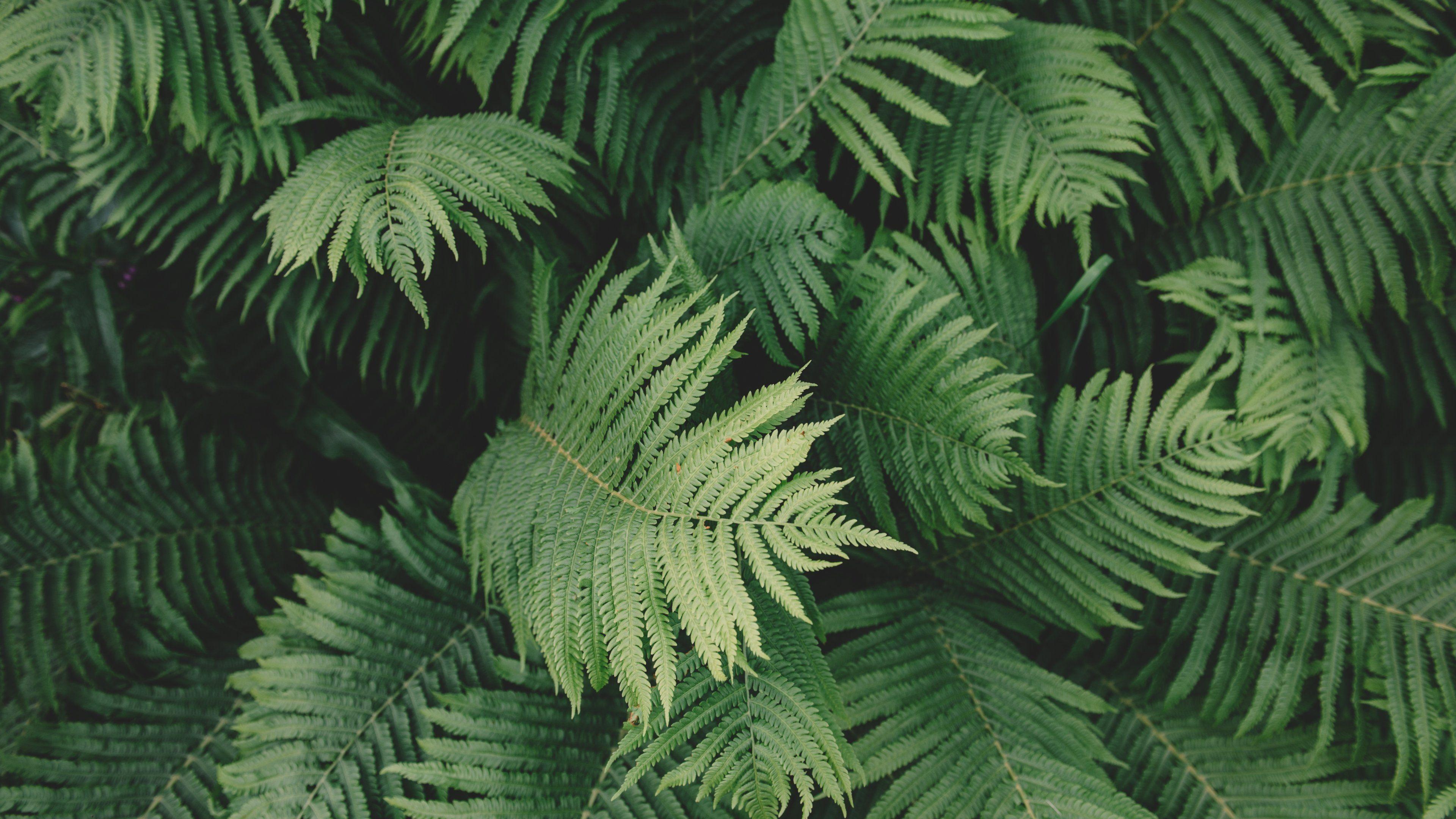 Ferns Wallpapers - Top Free Ferns Backgrounds - WallpaperAccess