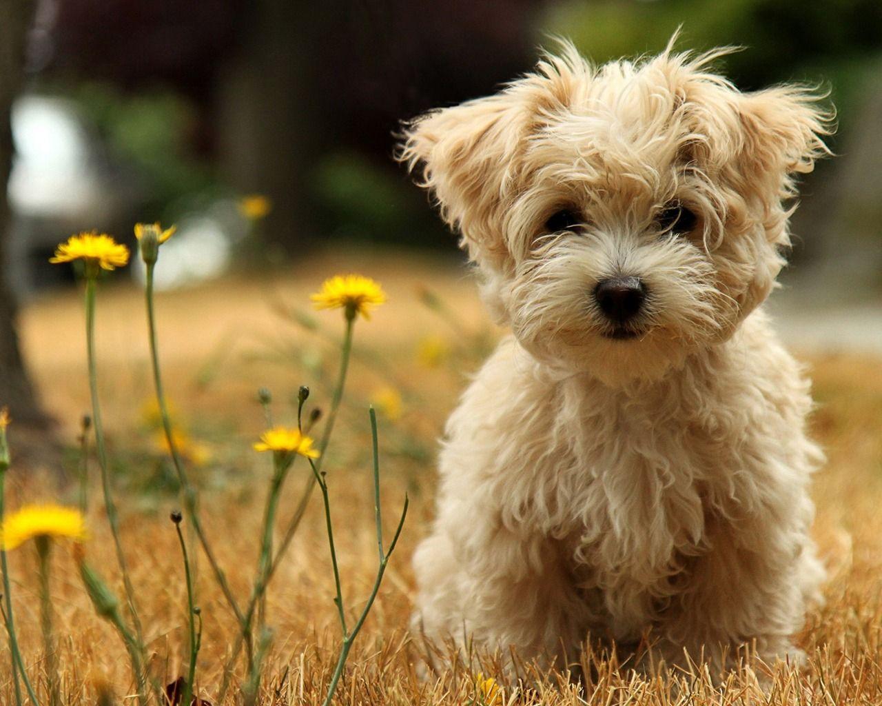 1280x1024 Puppies Wallpaper Free Download