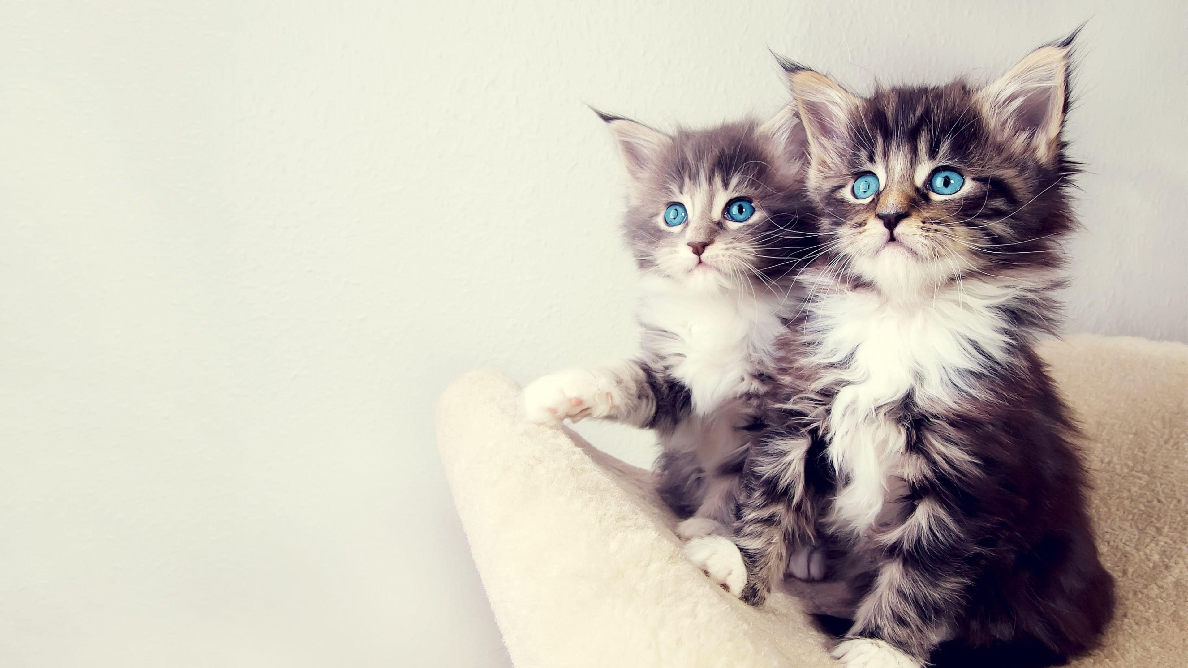 3840x2160 Pets HD Wallpaper & Background