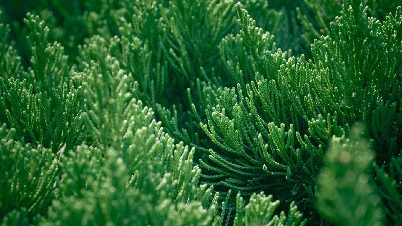 Hình nền thực vật HD 1366x768 - Tải xuống hình nền 1366x768 - HD Plant https://wallpaperaccess.com/full/452678.jpg