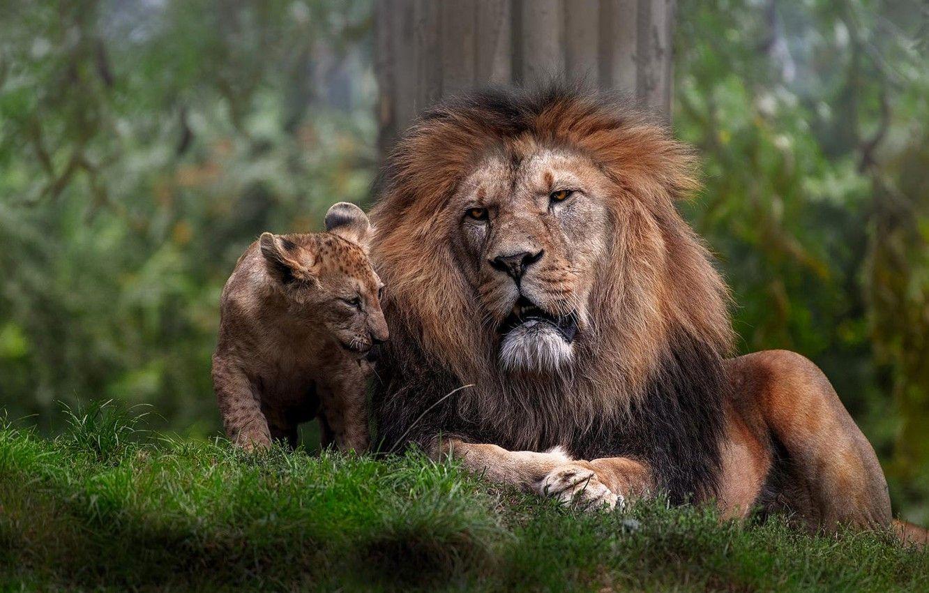 1332x850 Wallpaper grass, look, face, nature, Leo, lies, wild cats, lion, lion, father and son image for desktop, section кошки