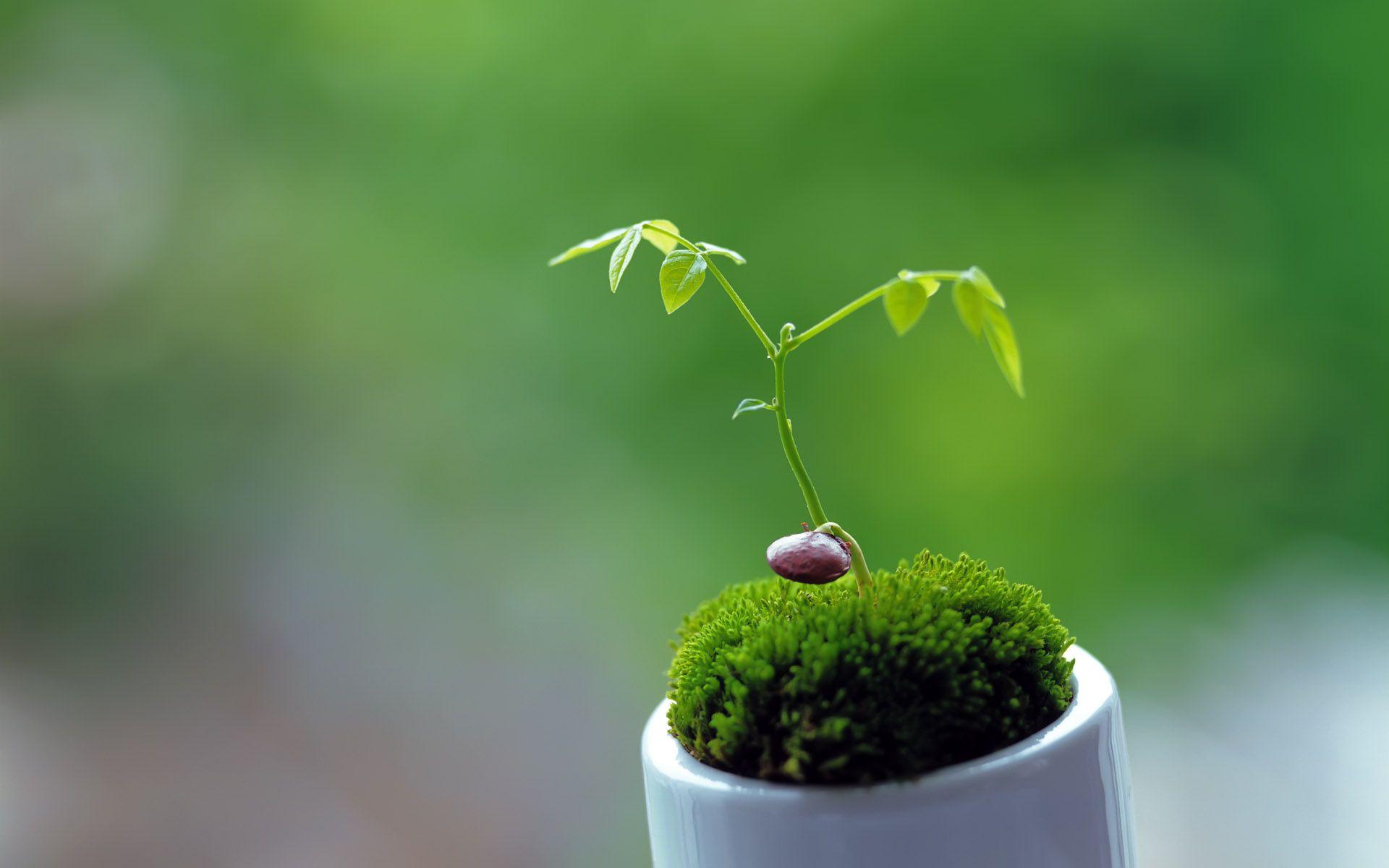 1920x1200 Hình nền thực vật dễ thương 41751 1920x1200 px https://wallpaperaccess.com/full/452697.jpg