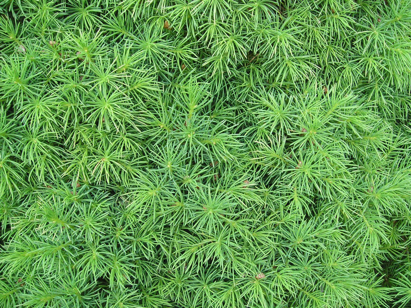 1600x1200 Green plant wallpaper
