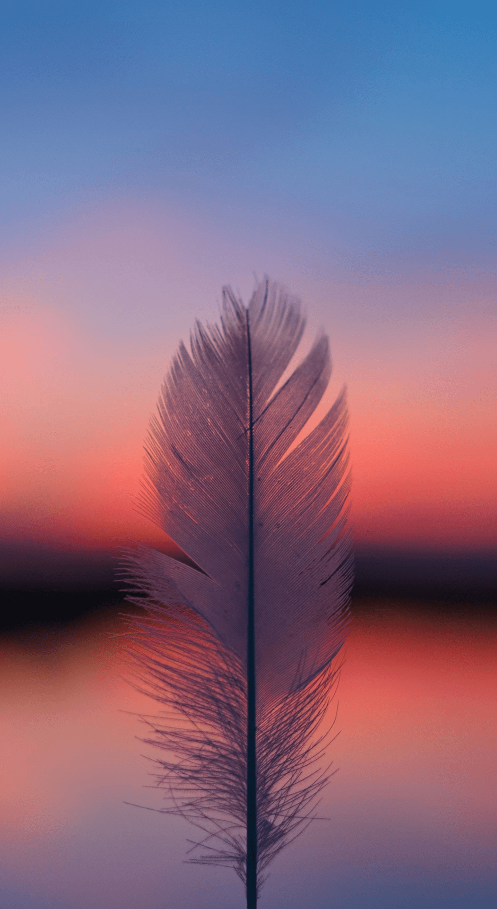 1000x1826 Feather, focus, blur, sunset wallpaper. Pretty wallpaper iphone, Sunset wallpaper, Beautiful wallpaper background