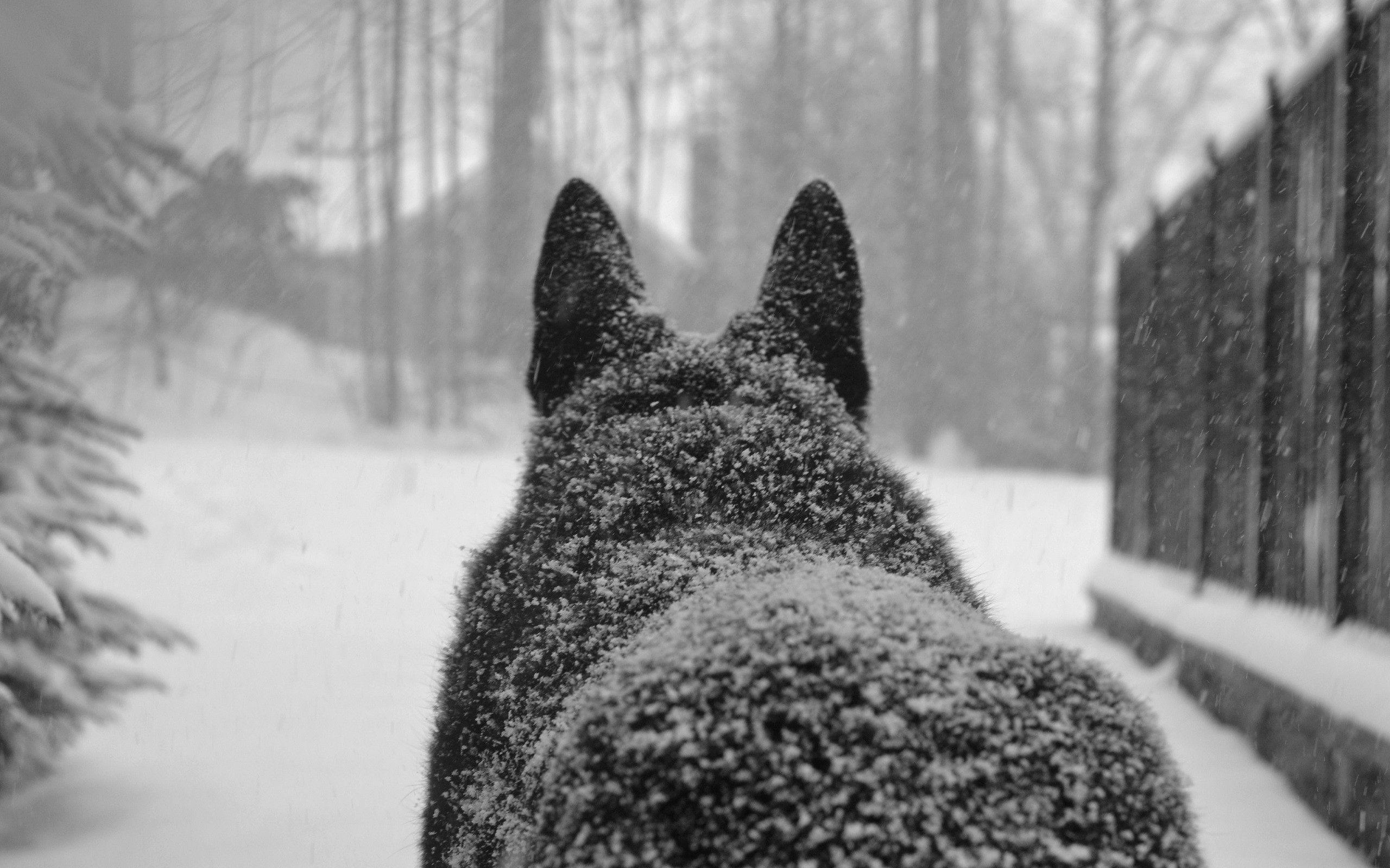 2560x1600 Wolf Wallpaper
