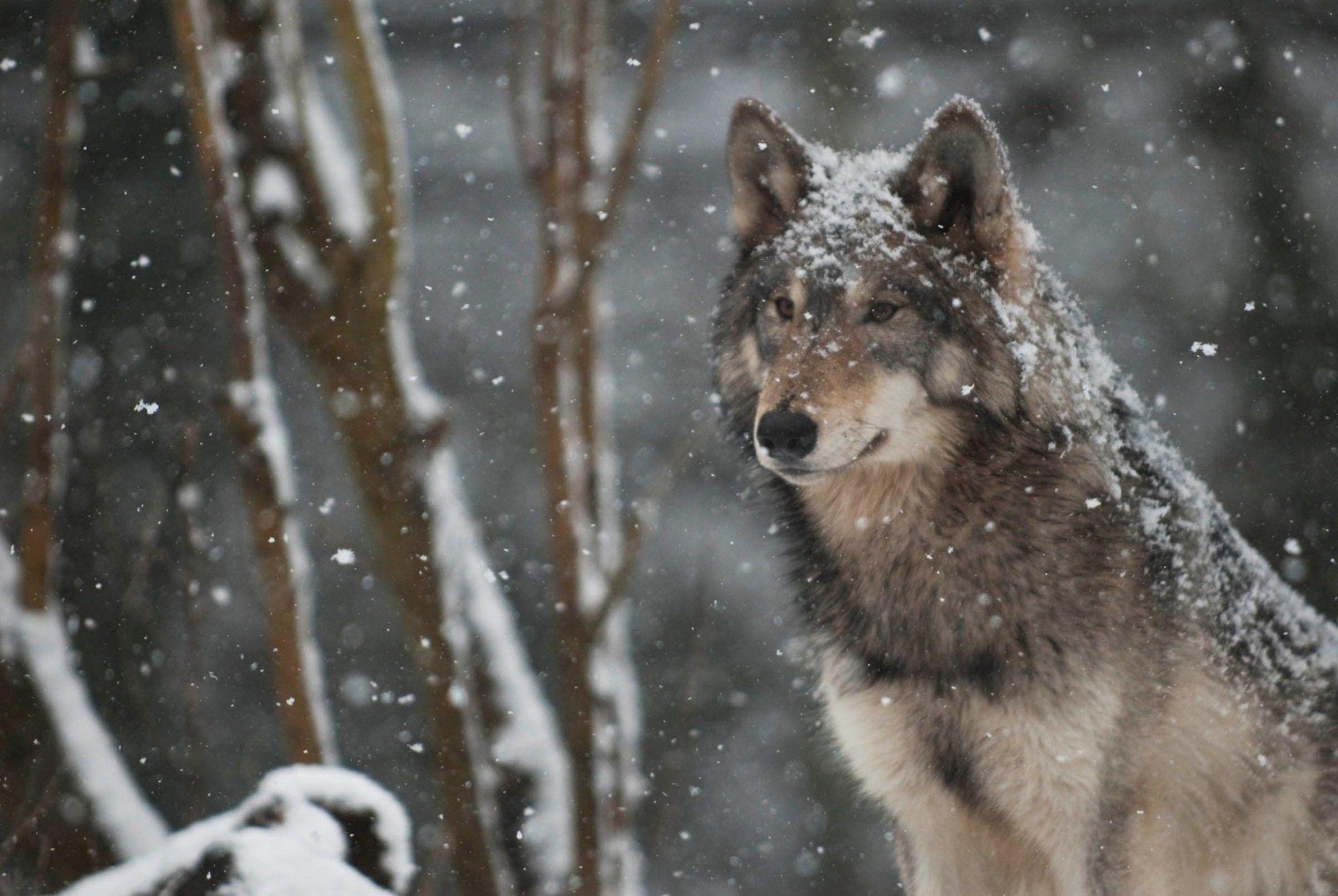 2048x1371 Wolf Wallpaper 1080p HD Data Src In Snow HD Wallpaper