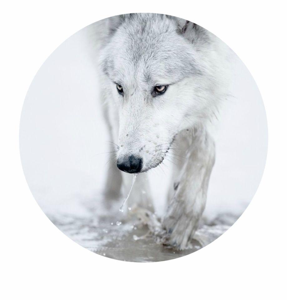 920x960 Animal Jam Arctic Wolf Wallpaper